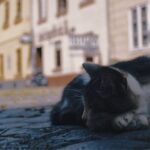 chat allongé dans une rue