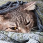 chat malade