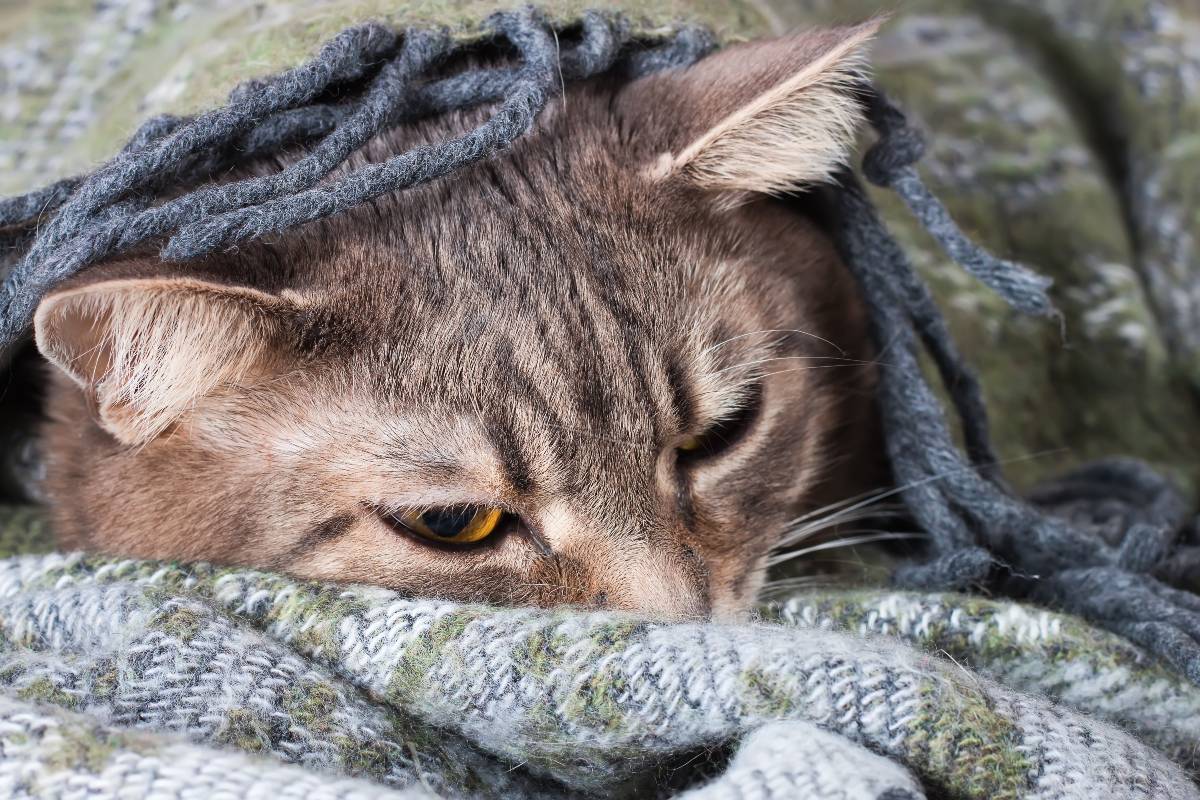 chat malade