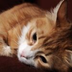 chat roux couché et malade