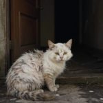 chat en souffrance rerouvé dans un logement syndrome de Noé