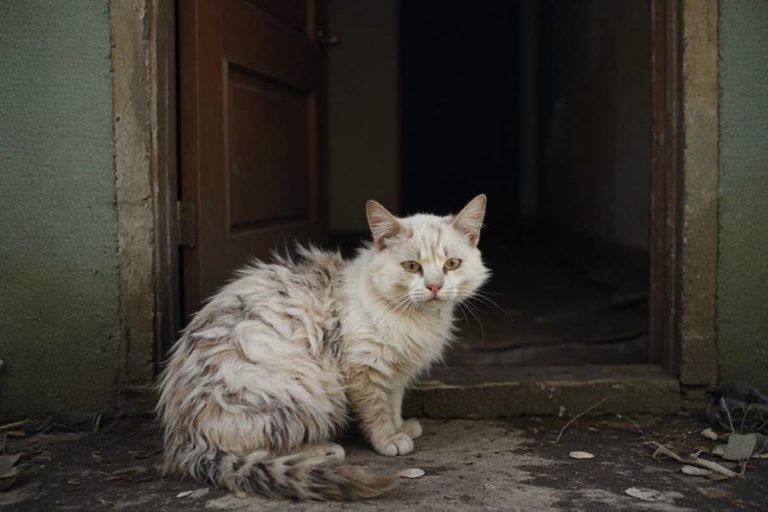 chat en souffrance rerouvé dans un logement syndrome de Noé