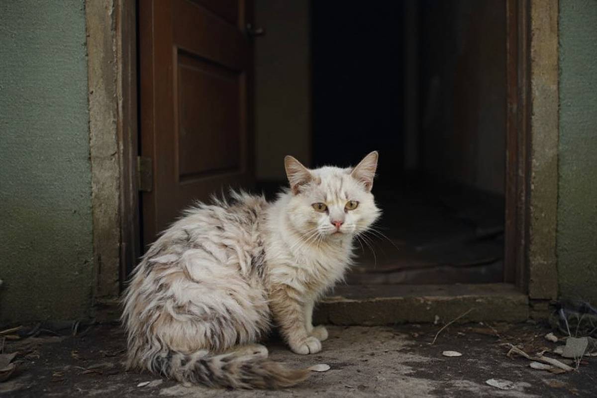chat en souffrance rerouvé dans un logement syndrome de Noé